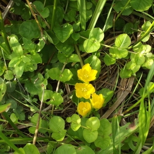 Photographie n°242737 du taxon Lysimachia nummularia L. [1753]