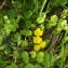  Jean-Claude Echardour - Lysimachia nummularia L. [1753]