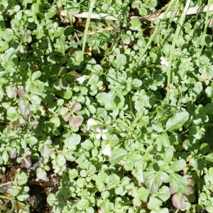 Photographie n°242741 du taxon Cardamine amara L. [1753]