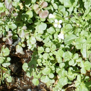 Photographie n°242742 du taxon Cardamine amara L. [1753]