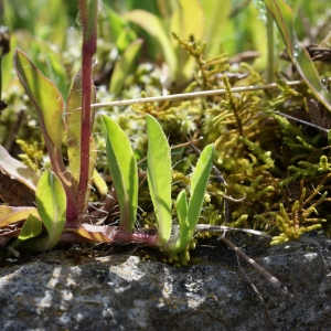 Photographie n°242758 du taxon Hieracium lactucella Wallr. [1822]