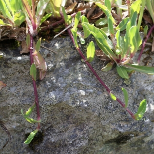 Photographie n°242760 du taxon Hieracium lactucella Wallr. [1822]