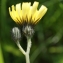  Liliane Roubaudi - Hieracium lactucella Wallr. [1822]