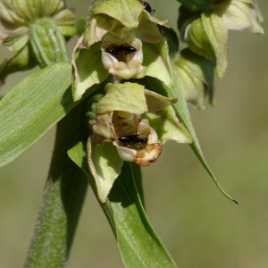 Photographie n°242774 du taxon Epipactis helleborine (L.) Crantz [1769]