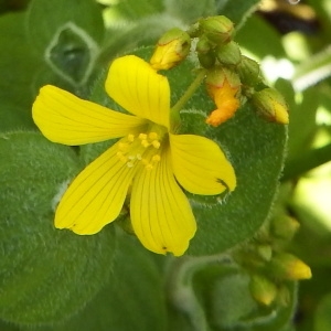 Photographie n°242809 du taxon Hypericum elodes L.