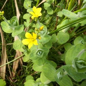 Photographie n°242810 du taxon Hypericum elodes L.