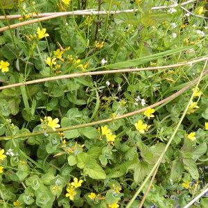 Photographie n°242811 du taxon Hypericum elodes L.