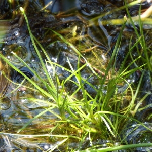 Photographie n°242812 du taxon Isolepis fluitans (L.) R.Br. [1810]