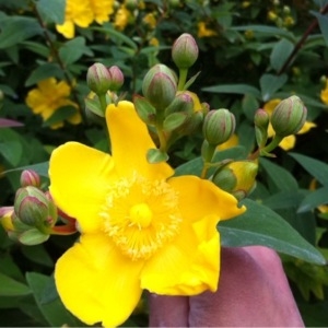 Photographie n°242816 du taxon Hypericum x hidcoteense Hilling ex Geerinck