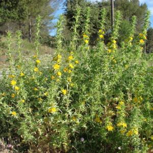 Photographie n°242818 du taxon Scolymus hispanicus L. [1753]