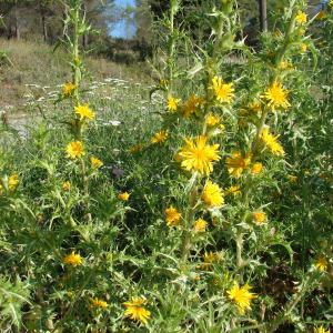 Photographie n°242819 du taxon Scolymus hispanicus L. [1753]