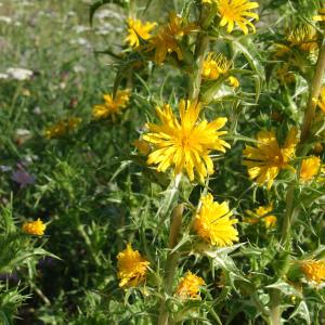 Photographie n°242820 du taxon Scolymus hispanicus L. [1753]