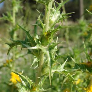 Photographie n°242821 du taxon Scolymus hispanicus L. [1753]
