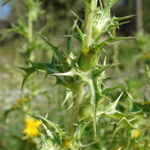 Photographie n°242822 du taxon Scolymus hispanicus L. [1753]