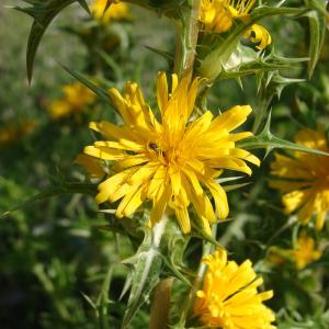 Photographie n°242823 du taxon Scolymus hispanicus L. [1753]