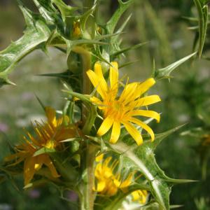 Photographie n°242824 du taxon Scolymus hispanicus L. [1753]