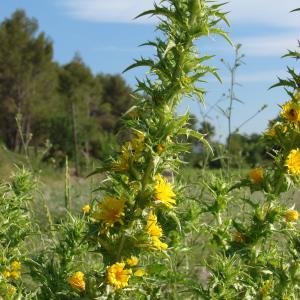 Photographie n°242825 du taxon Scolymus hispanicus L. [1753]