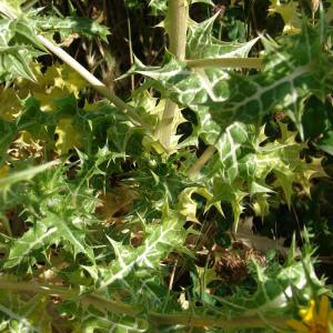 Photographie n°242826 du taxon Scolymus hispanicus L. [1753]