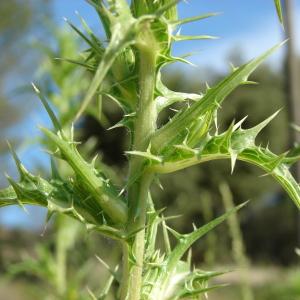 Photographie n°242827 du taxon Scolymus hispanicus L. [1753]