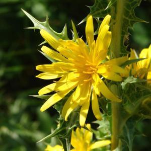 Photographie n°242828 du taxon Scolymus hispanicus L. [1753]