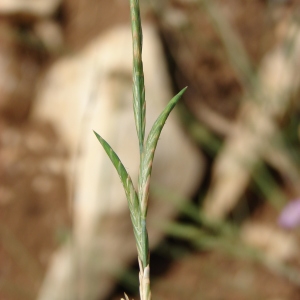 Photographie n°242829 du taxon Brachypodium rupestre (Host) Roem. & Schult. [1817]