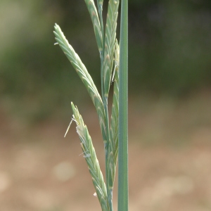 Photographie n°242832 du taxon Brachypodium rupestre (Host) Roem. & Schult. [1817]