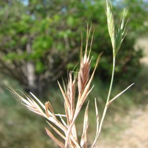 Photographie n°242858 du taxon Brachypodium distachyon (L.) P.Beauv. [1812]