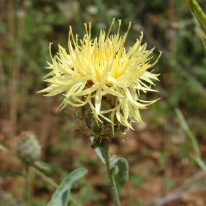 Photographie n°242879 du taxon Centaurea collina L. [1753]