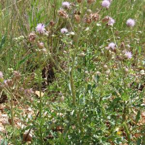 Photographie n°242881 du taxon Cirsium arvense (L.) Scop. [1772]