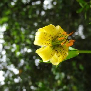 Photographie n°242885 du taxon Lilium pyrenaicum Gouan