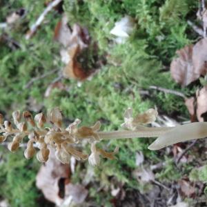Photographie n°242889 du taxon Neottia nidus-avis (L.) Rich. [1817]