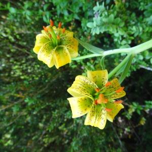Photographie n°242890 du taxon Lilium pyrenaicum Gouan
