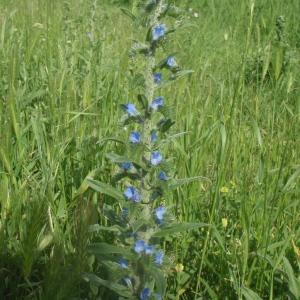 Photographie n°242900 du taxon Echium vulgare L. [1753]