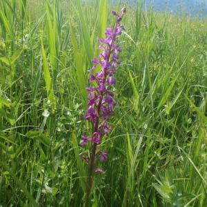 Photographie n°242920 du taxon Dactylorhiza Neck. ex Nevski [1937]