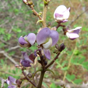 Photographie n°242969 du taxon Machaerium lunatum (L. f.) Ducke