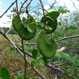 Photographie n°242971 du taxon Machaerium lunatum (L. f.) Ducke