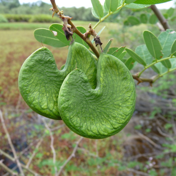 Machaerium lunatum (L. f.) Ducke [nn70707] par Céline PIRAT le 10/05/2014 - Ile Méha