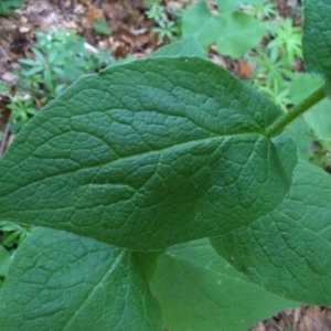 Photographie n°242976 du taxon Doronicum austriacum Jacq. [1774]