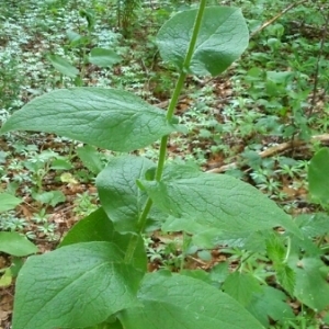 Photographie n°242977 du taxon Doronicum austriacum Jacq. [1774]