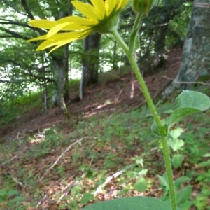 Photographie n°242978 du taxon Doronicum austriacum Jacq. [1774]