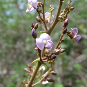  - Machaerium lunatum (L. f.) Ducke