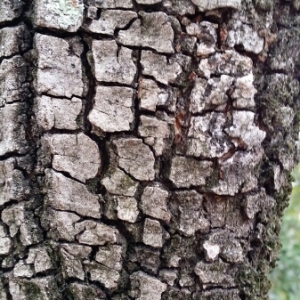 Photographie n°243003 du taxon Quercus ilex L. [1753]