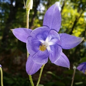 Photographie n°243004 du taxon Aquilegia vulgaris L. [1753]