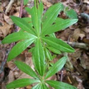 Photographie n°243014 du taxon Galium odoratum (L.) Scop. [1771]