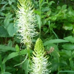 Photographie n°243016 du taxon Phyteuma spicatum L. [1753]