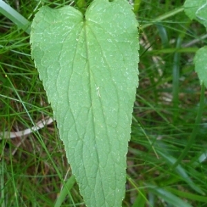 Photographie n°243017 du taxon Phyteuma spicatum L. [1753]