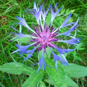 Photographie n°243018 du taxon Centaurea montana subsp. montana