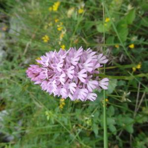 Photographie n°243021 du taxon Anacamptis pyramidalis (L.) Rich. [1817]