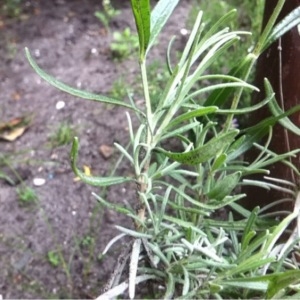 Photographie n°243046 du taxon Lavandula angustifolia Mill. [1768]