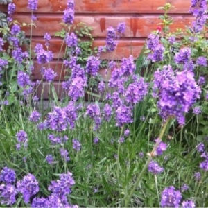 Photographie n°243047 du taxon Lavandula angustifolia Mill. [1768]